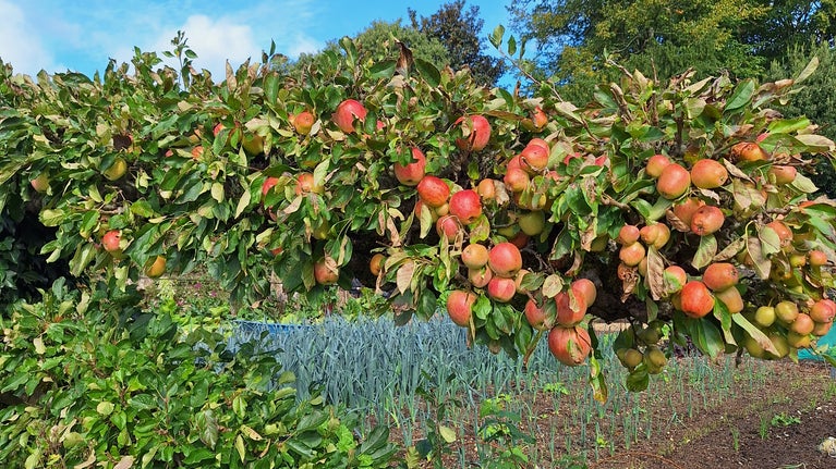 Harvest at Hinton Ampner